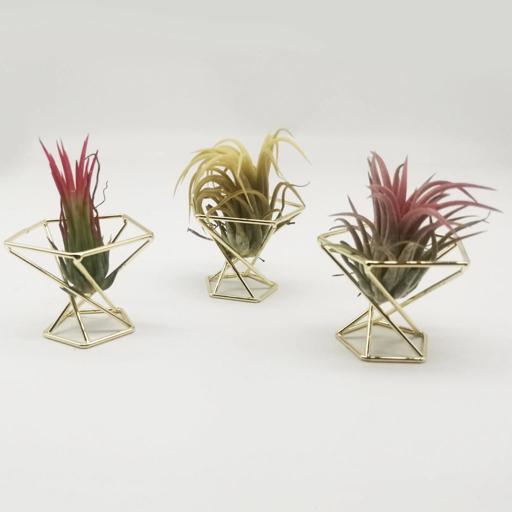 Rose Gold Geometric Air Plant Holder Metal Tillandsia Stand Hollow Display Rack Makeup Sponge Holder Home Desk Decor Qme