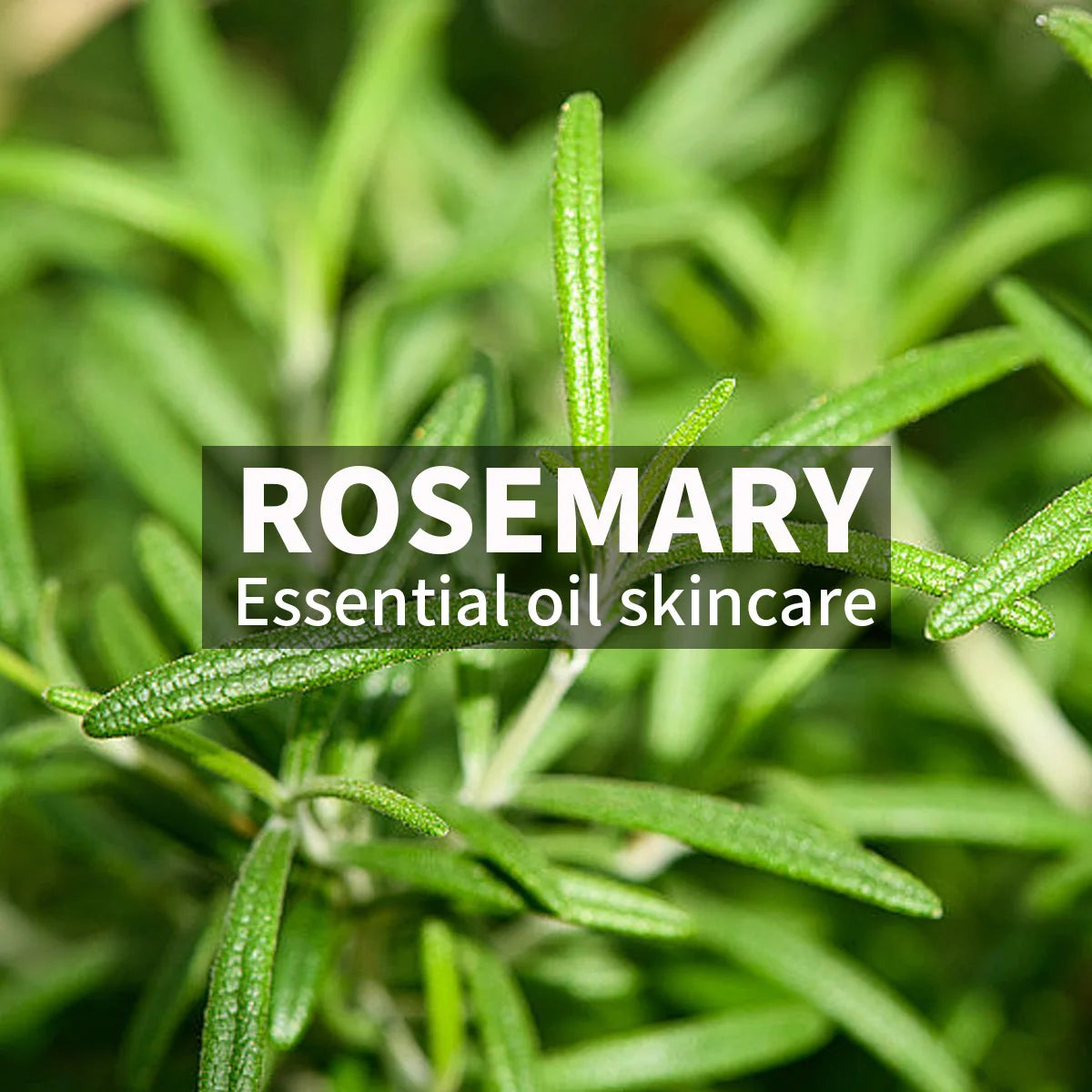 Rosemary Essential Oil Facial Cleanser Mousse Refreshing Controlling Qme