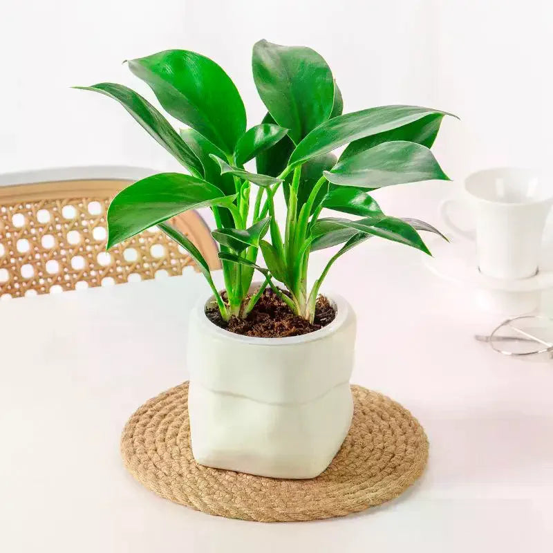 Mini Self Watering Flower Pot Fish Tank Plastic Plant Pots Self Watering Planter Pot Vase For Home Decoration Qme