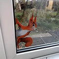 1 Squirrel Window Decoration Sticker Home Wall Glass Paper Qme MULTI