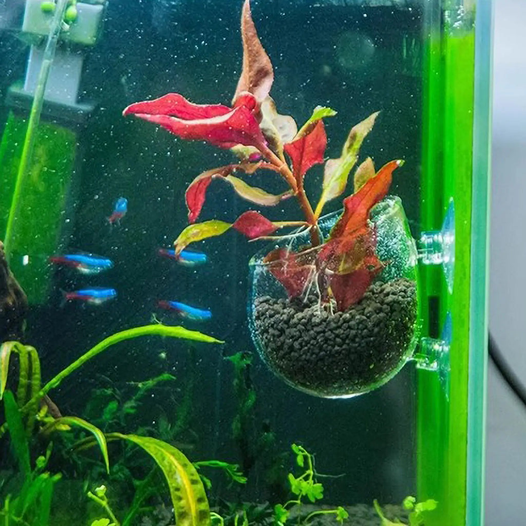 Aquarium Plant Holder Glass Aquatic Plant Pot with Suction Cups Live Plants Fish Tank Holder Aquatic Planter Aquarium Decor Qme