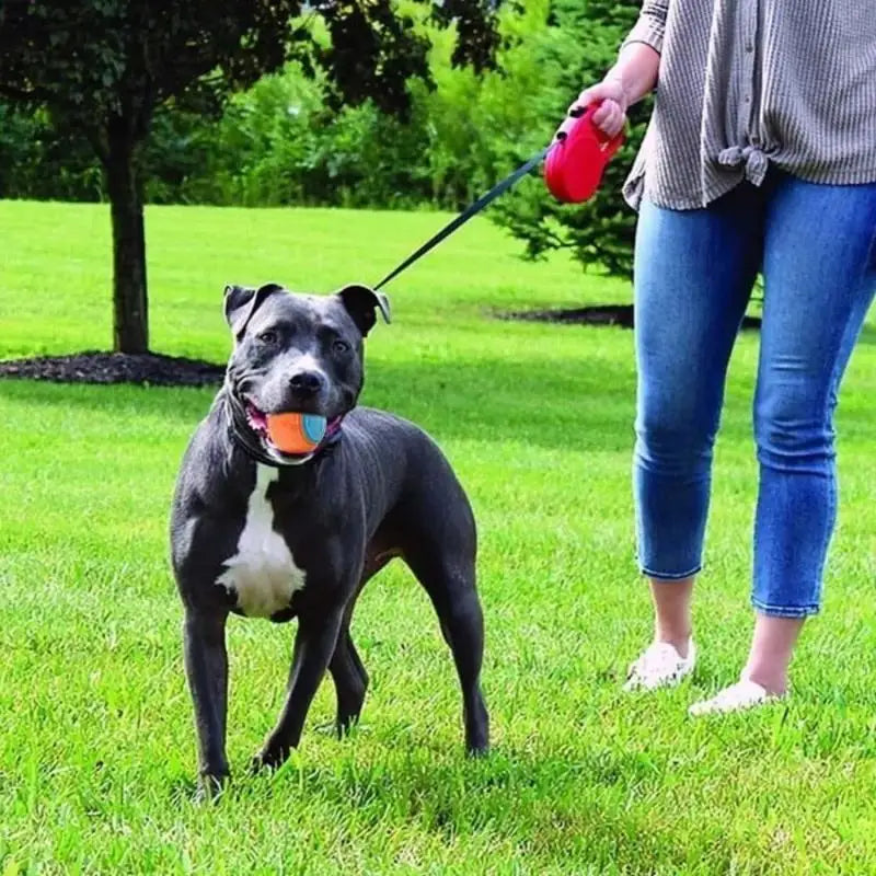 Dog Interactive Supplies Chew Pet Toy Durable Crew Ball Grinding Qme
