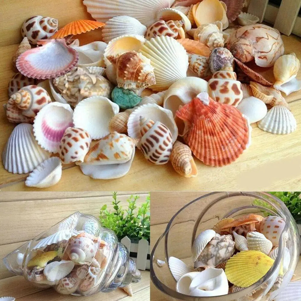 100g Mixed Sea Beach Shells Crafts Seashells Aquarium Decor Photo Props shell coquillage home decoration accessories Qme