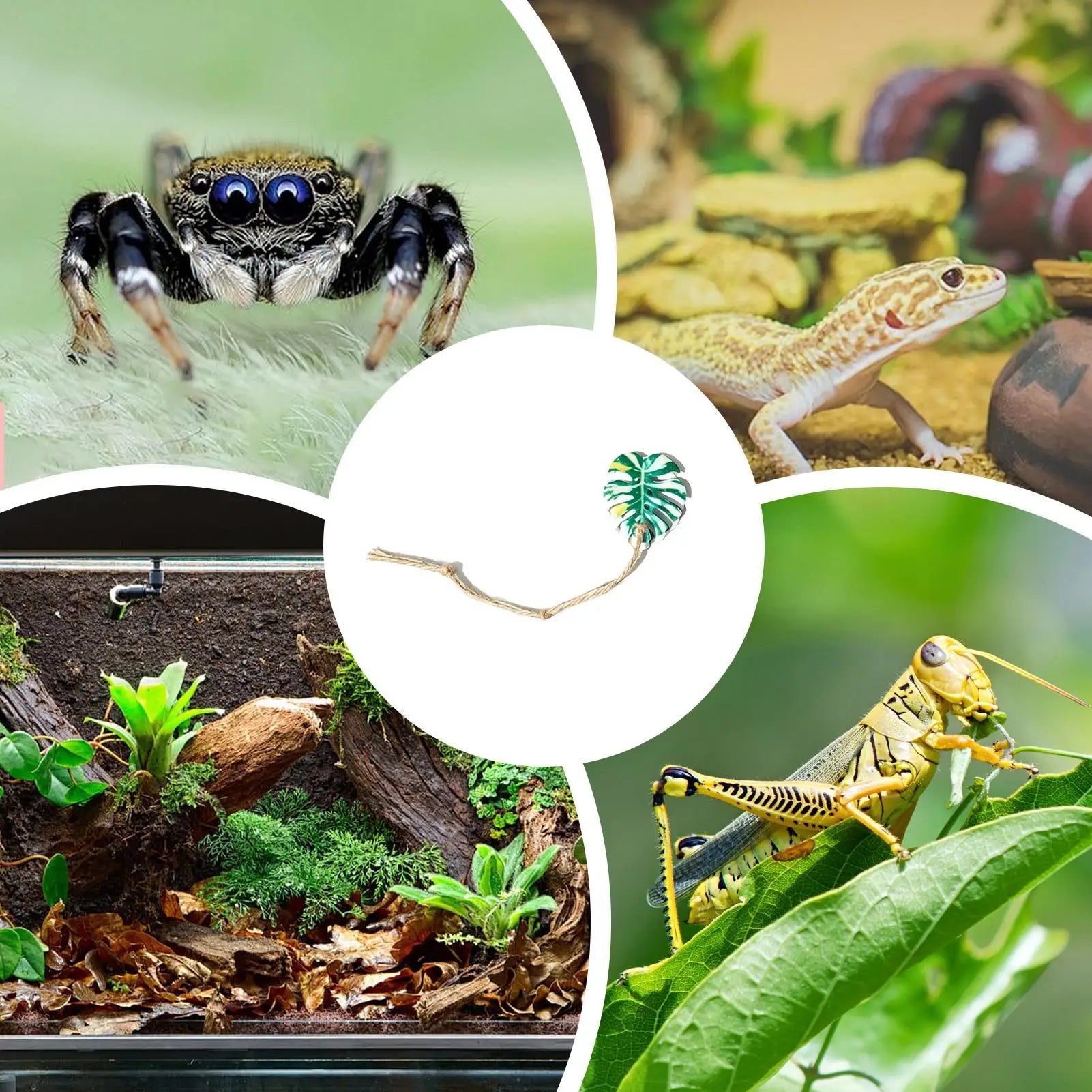 Jumping Spider Accessories Decorative Realistic Climbing Toys Qme