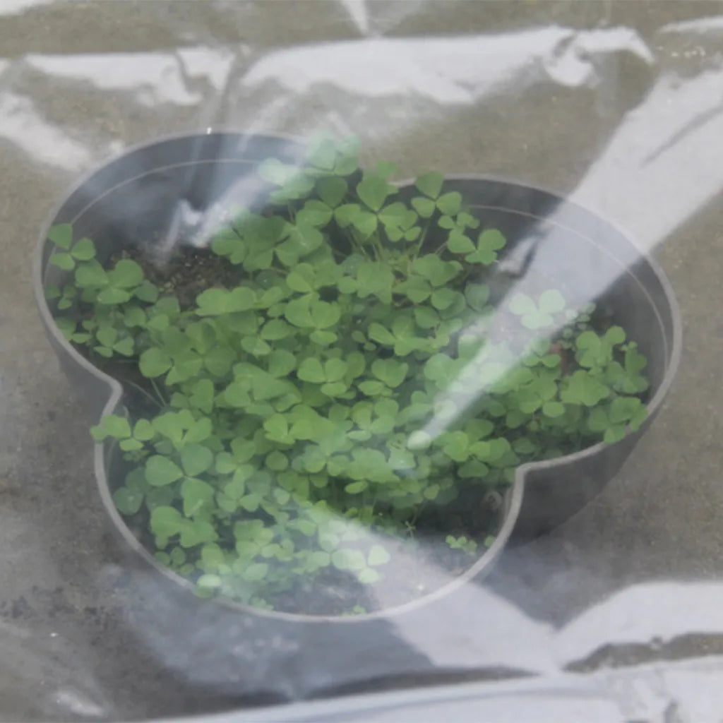 Transparent Hot House Vegetable Greenhouse Agricultural Cultivation Cover Clear Plastic Small Arch Shed Sheeting Dustproof Cloth Qme
