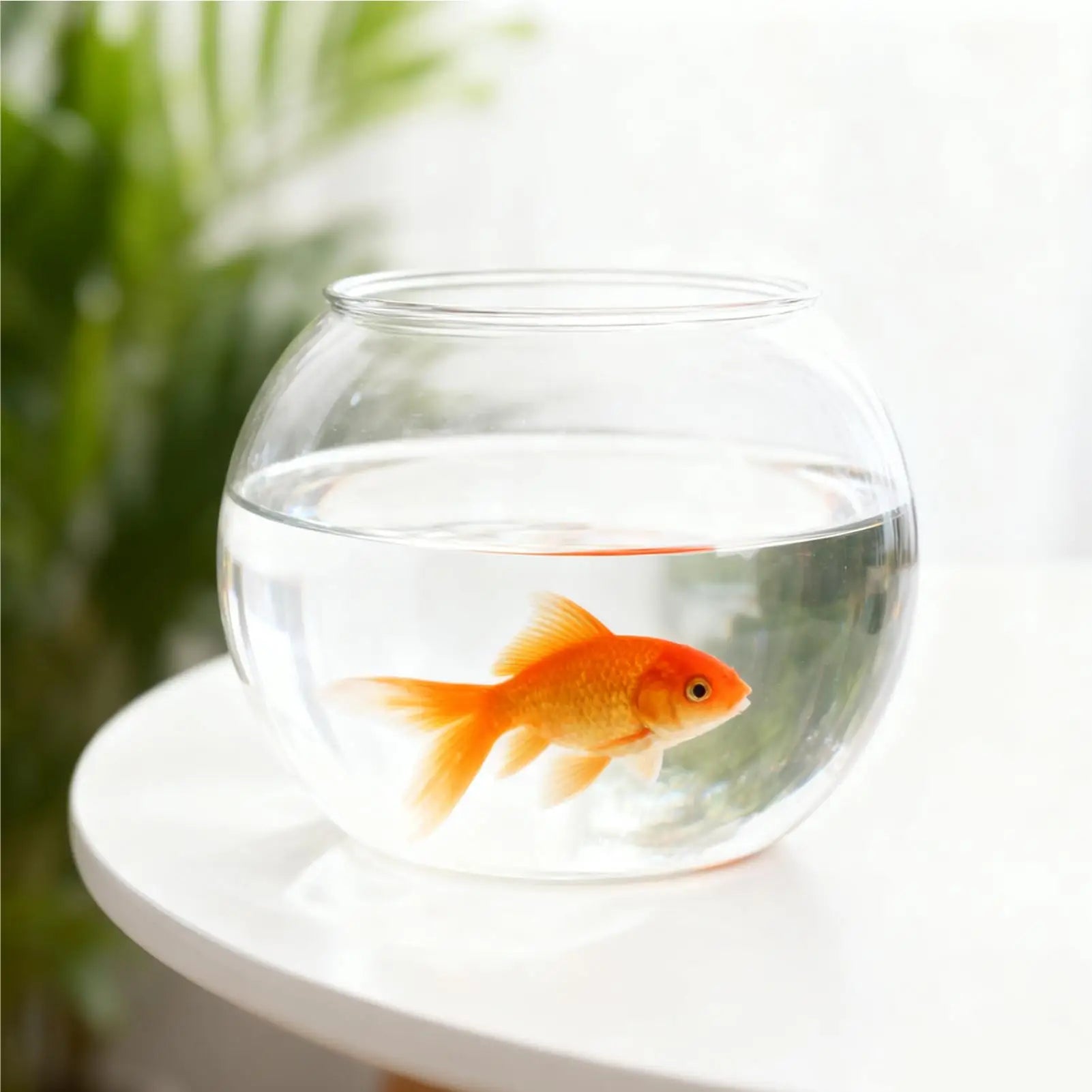 Mini Fish Bowl Clear Shatter-Resistant Aquarium Accessories Aquarium Fish Bowl for Party Decorations Home Event Indoor Desk Qme