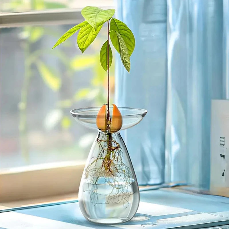 Colorful Transparent Avocado Hydroponic Vase Glass Avocado Seed Starter Vase Plant Seed Growing Kit Gardening Lovers Home Decor Qme