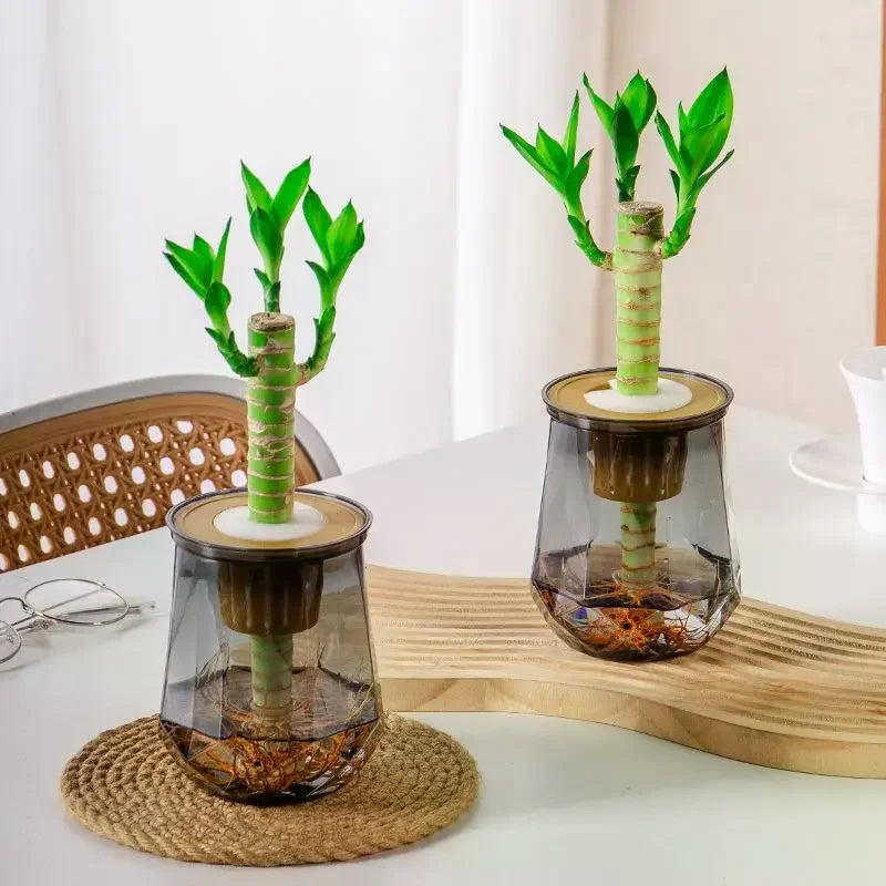 Mini Self Watering Flower Pot Fish Tank Transparent Plastic Plant Pots Self Watering Planter Pot Vase For Home Decoration Qme