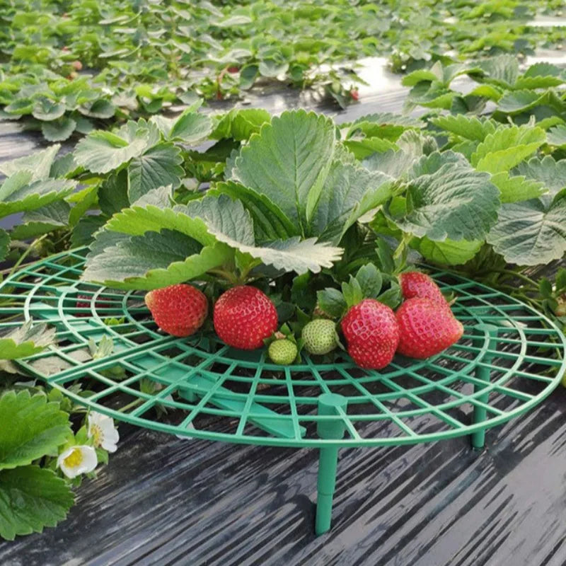 Strawberry Planting Tray Rack Green Plants Anti Lodging Plant Fruit Qme