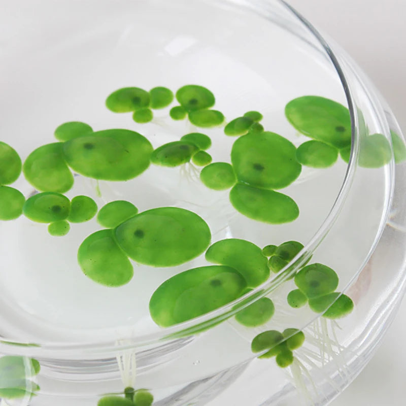 Water Floating Duckwees Float Root Plastic Artificial Duckweeds Qme