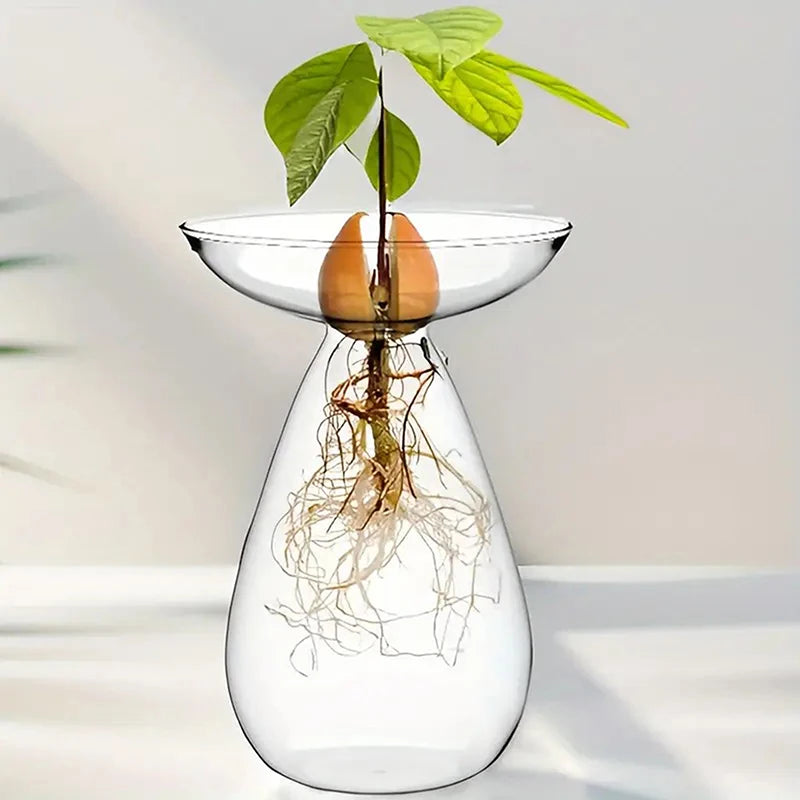 Colorful Transparent Avocado Hydroponic Vase Glass Avocado Seed Starter Vase Plant Seed Growing Kit Gardening Lovers Home Decor Qme