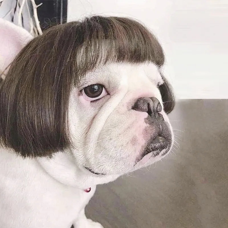 Halloween Pet Wig Fashion Curly Straight Hair Cute Role Play Qme A