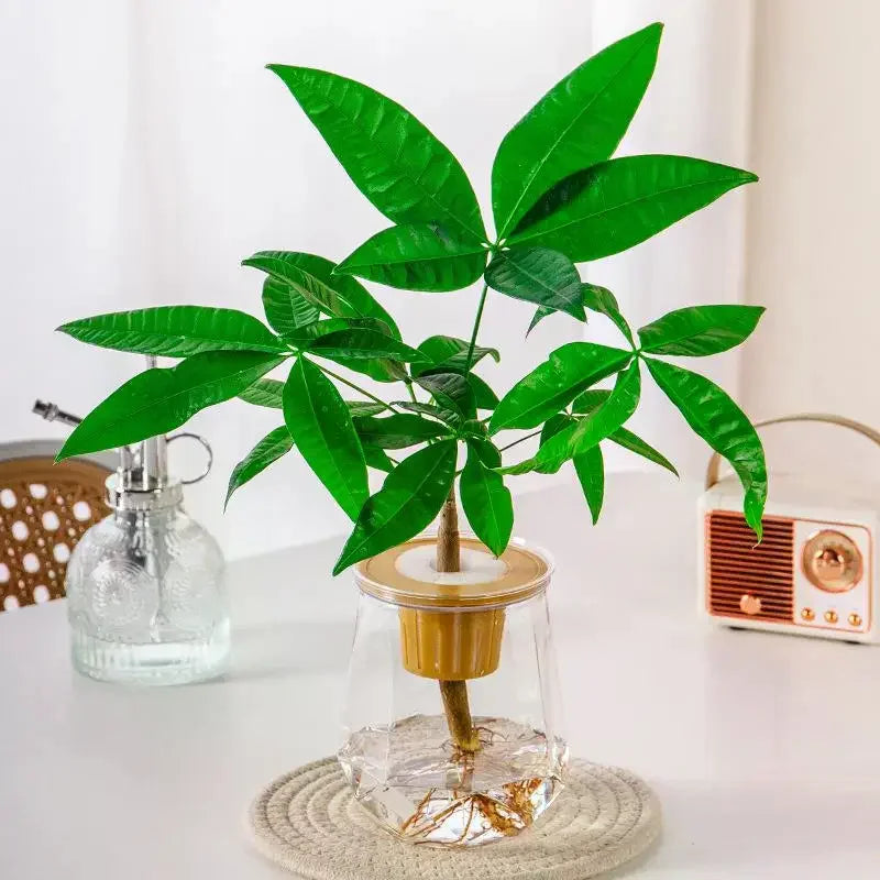 Mini Self Watering Flower Pot Fish Tank Transparent Plastic Plant Pots Self Watering Planter Pot Vase For Home Decoration Qme