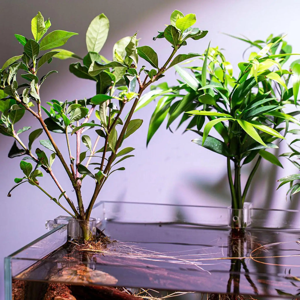 Aquarium Plant Holder 6 Clear Planting Bracket Hangable Cup Fish Tank Qme