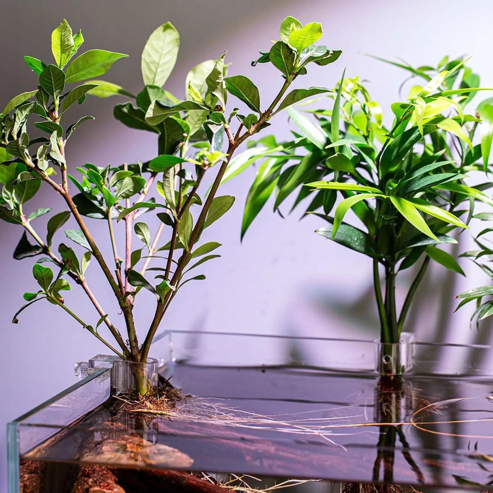 Aquarium Plant Holder 6 Clear Planting Bracket Hangable Cup Fish Tank Qme