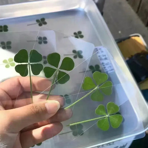 1 5 Lucky Clover Postcards Natural Grass Transparent Wishing Cards Qme