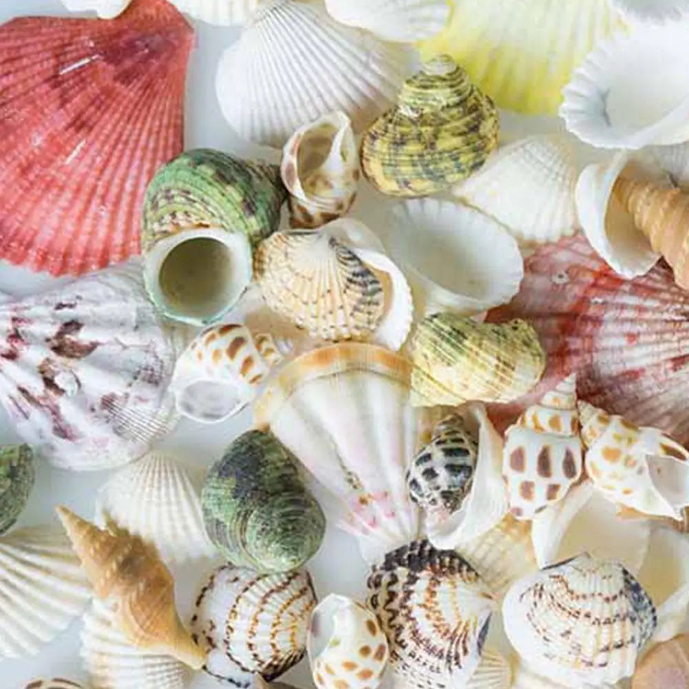 100g Mixed Sea Beach Shells Crafts Seashells Aquarium Decor Photo Props shell coquillage home decoration accessories Qme