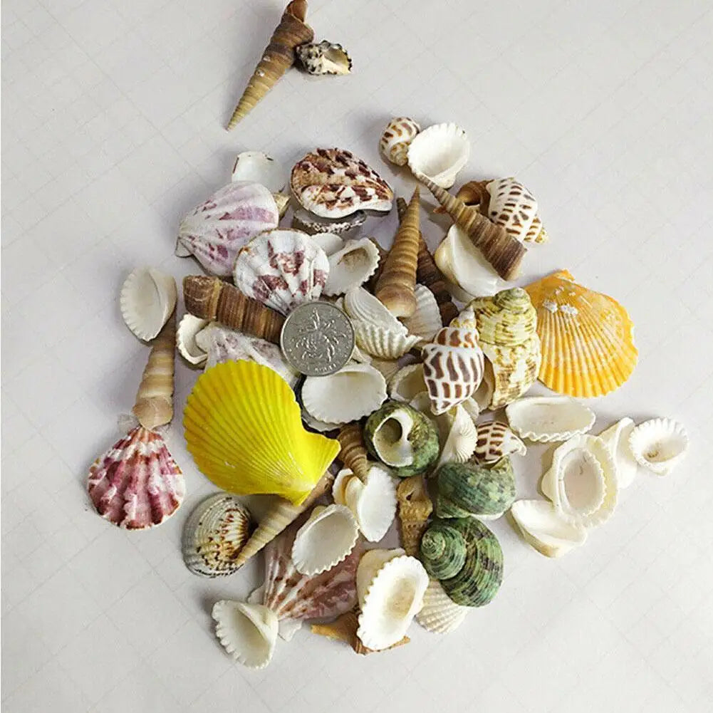 100g Mixed Sea Beach Shells Crafts Seashells Aquarium Decor Photo Props shell coquillage home decoration accessories Qme